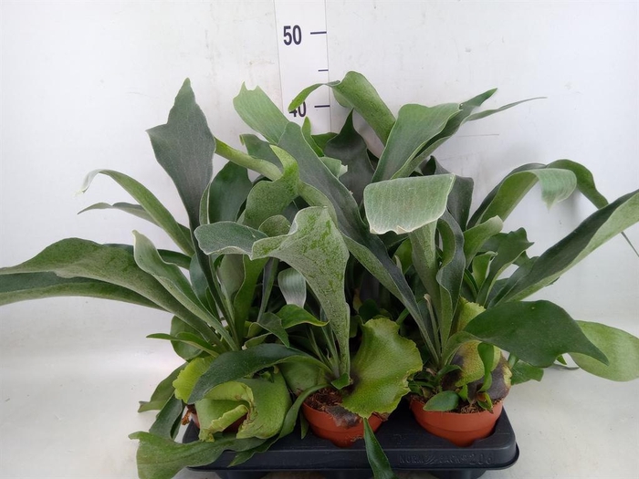 <h4>Platycerium bifurc.</h4>