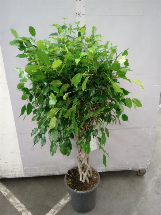 Ficus benja.   ...