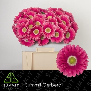Gerbera Unique Water