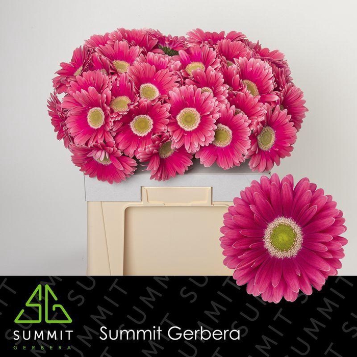 <h4>Gerbera Unique Water</h4>