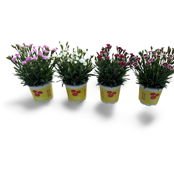 <h4>Dianthus (Allwoodii Grp) Lucky Lips</h4>