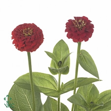 ZINNIA LILL RED