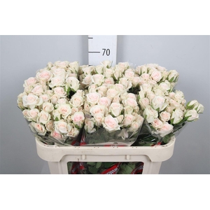 R Tr Royal Porcelina