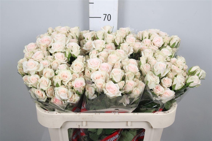 <h4>R Tr Royal Porcelina</h4>