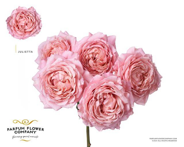 <h4>Rosa spray garden julietta</h4>