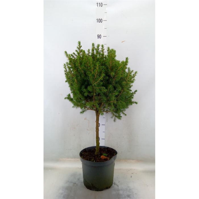 <h4>Picea glauca 'Conica'</h4>