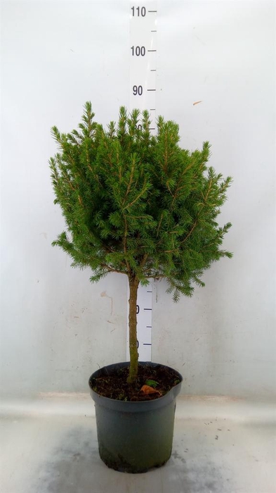 Picea glauca 'Conica'