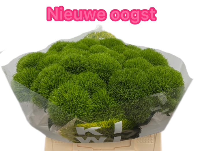<h4>DI BARB KIWI MELLOW</h4>