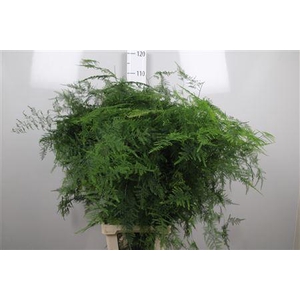 Asparagus Setaceus Extra Veren