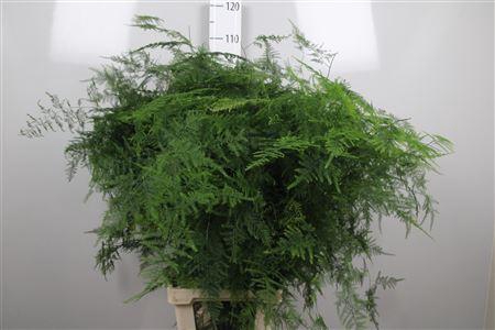 <h4>Asparagus Setaceus</h4>