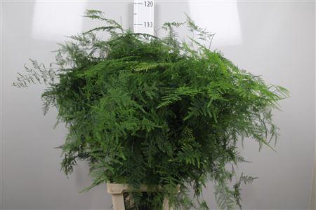 <h4>Asparagus Setaceus Extra Veren</h4>