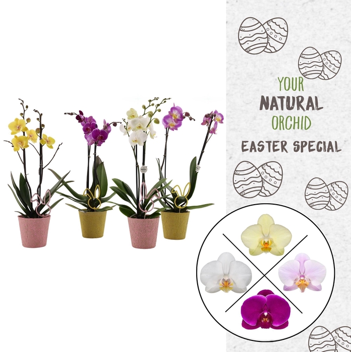 <h4>Your Natural Orchid | Mix in Easter-look | Phalaenopsis 2 spike</h4>