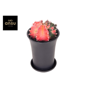 GYMNO JAPAN GEM