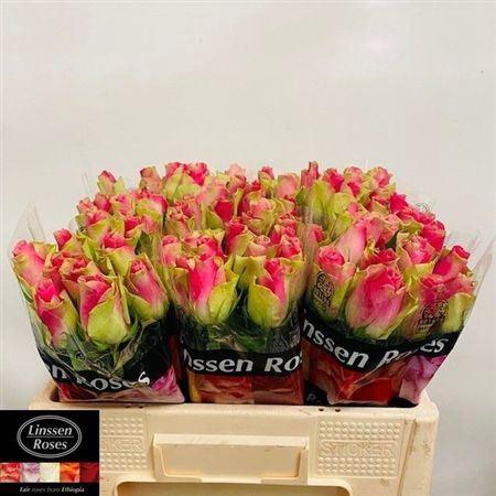 <h4>R Gr Bellevue</h4>