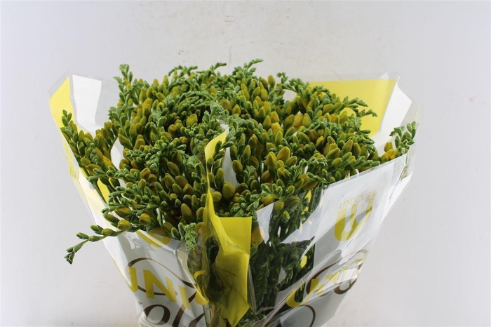 <h4>Fr Du Soleil Yellow</h4>