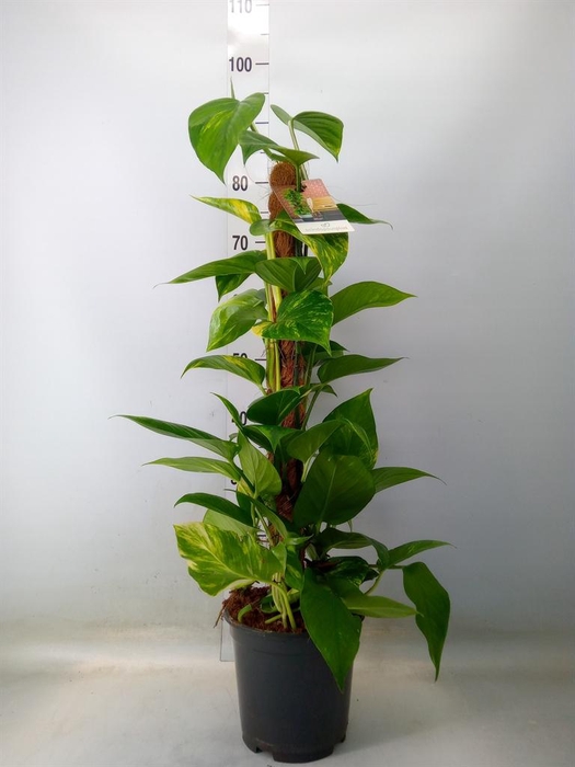 <h4>Epipremnum pinn. ...moss stick</h4>