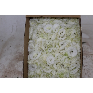 LISIANTHUS FLOR BRANCO