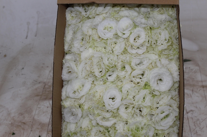 <h4>LISIANTHUS FLOR BRANCO</h4>
