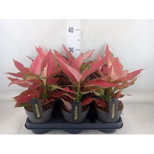 Aglaonema  'Cherry Baby'