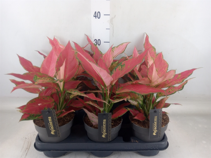 <h4>Aglaonema  'Cherry Baby'</h4>