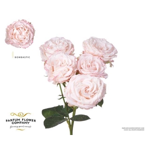 Rosa spray bombastic