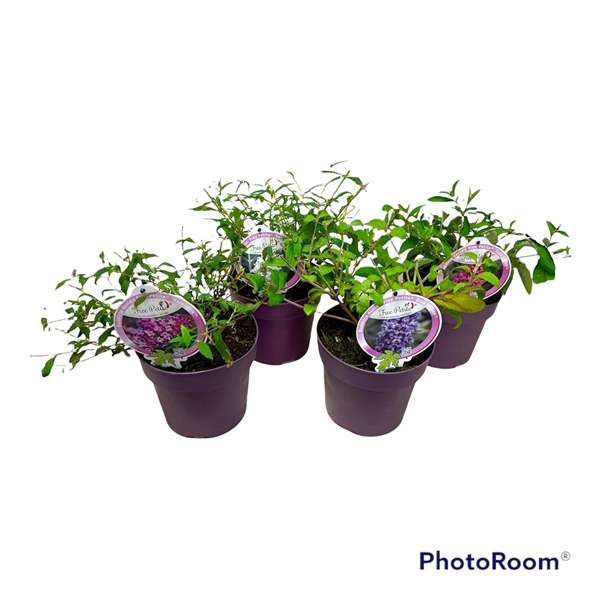 <h4>Buddleja dav. 'Free Petite' mix C3</h4>