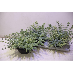 Sedum Si Mediovarieg