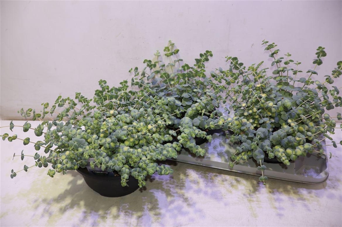 <h4>arr8 Sedum Si Mediovarieg</h4>