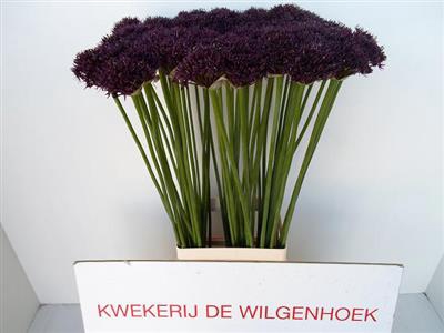 ALLIUM ATROPURPUREUM 90 CM