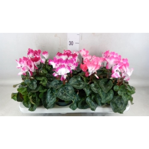 Cyclamen MD 'Indiaka'
