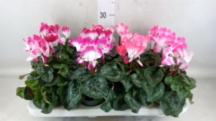 <h4>Cyclamen MD 'Indiaka'</h4>