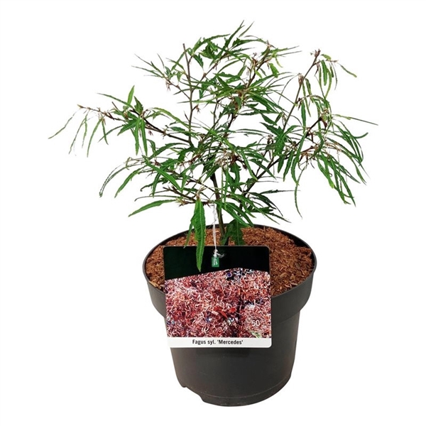 <h4>Fagus syl. 'Mercedes'</h4>