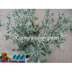 ERYNG OVERIG GROEN ERYN OV GROEN