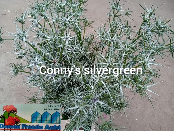 <h4>ERYNG OVERIG GROEN ERYN OV GROEN</h4>
