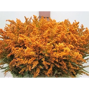 Solidago Oranje