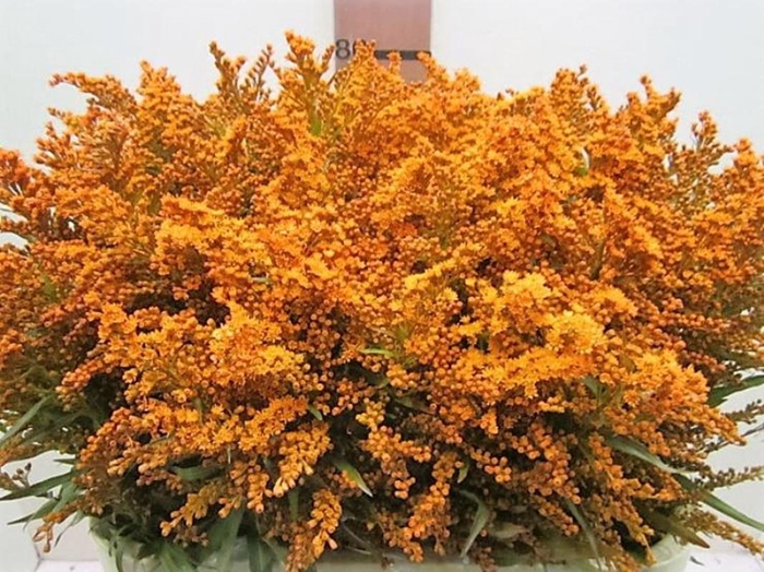 Solidago Oranje