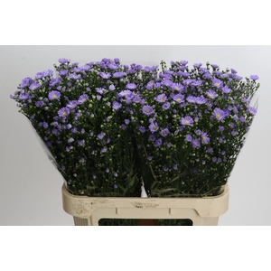ASTER UNIV. 'CASSANDRA'
