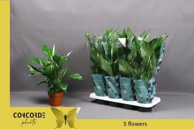 <h4>SPATH SWEET RICARDO</h4>