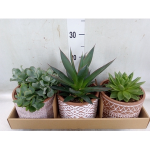 Succulents   ...mix 3