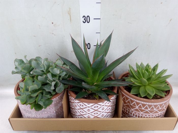 <h4>Succulents   ...mix 3</h4>