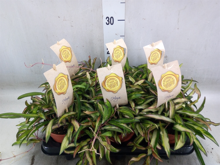 <h4>Hoya wayetii 'Tricolor'</h4>