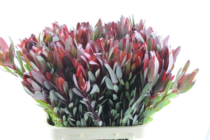 <h4>Leucad Saf Sunset</h4>