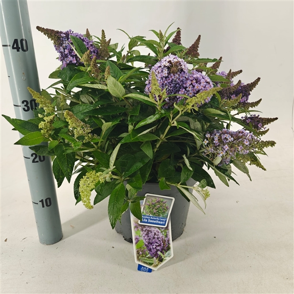 <h4>Buddleja d. Butt. Candy® Lila Sweetheart ('BotEx 002'PBR)</h4>