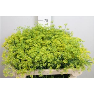Anet Graveolens