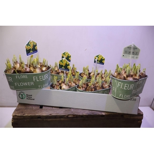 arr8 Arr N Tete A Tete In Zinken Bakje