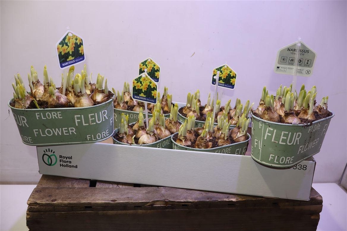 <h4>arr8 Arr N Tete A Tete In Zinken Bakje</h4>