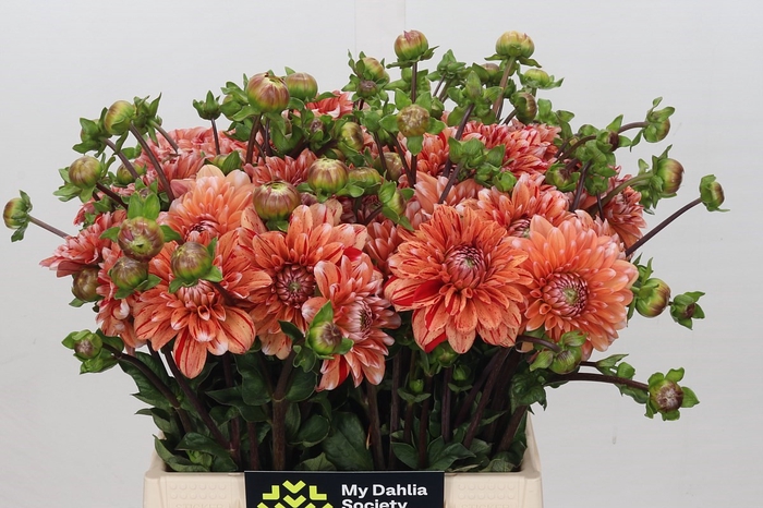 <h4>Dahlia Striped Nagano</h4>