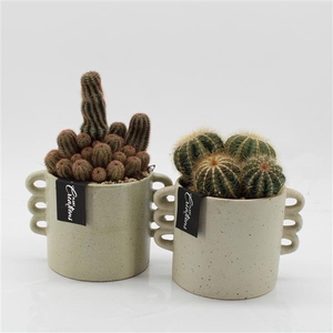 CTCR-2546 Cactus Essentials