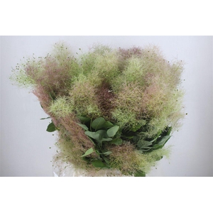 Cotinus Pruik P Bunch