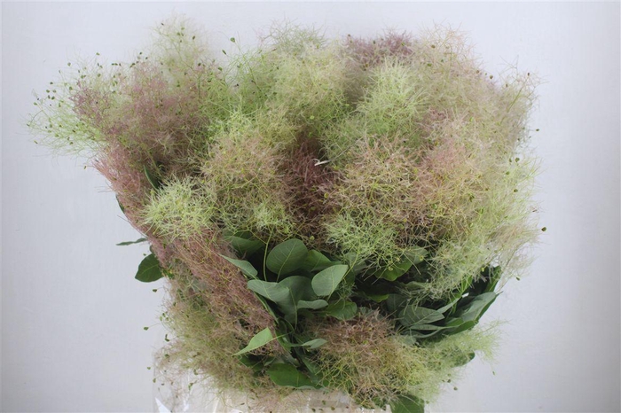 <h4>Cotinus Pruik P Bunch</h4>